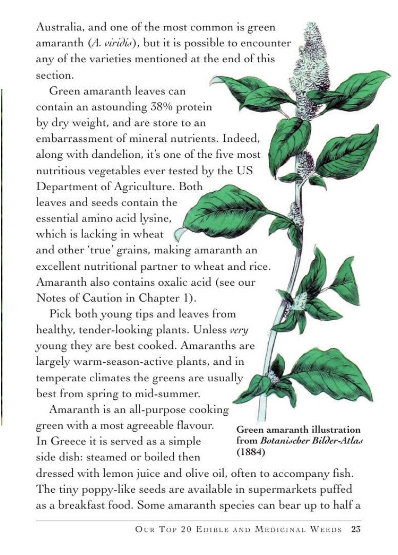 Weed Forager's Handbook: A Guide to Edible and Medicinal Weeds in Australia
