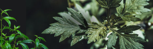 Love your Gut - Herbs to Fight Pathogens & Restore Balance