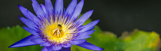 Blue Lily: The Sacred Blue Lotus of the Nile