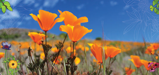 Fibromyalgia: Understanding the Condition and How Herbal Medicine Can Help