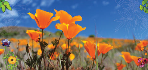 Fibromyalgia: Understanding the Condition and How Herbal Medicine Can Help