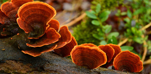 Adaptogens for Resilience