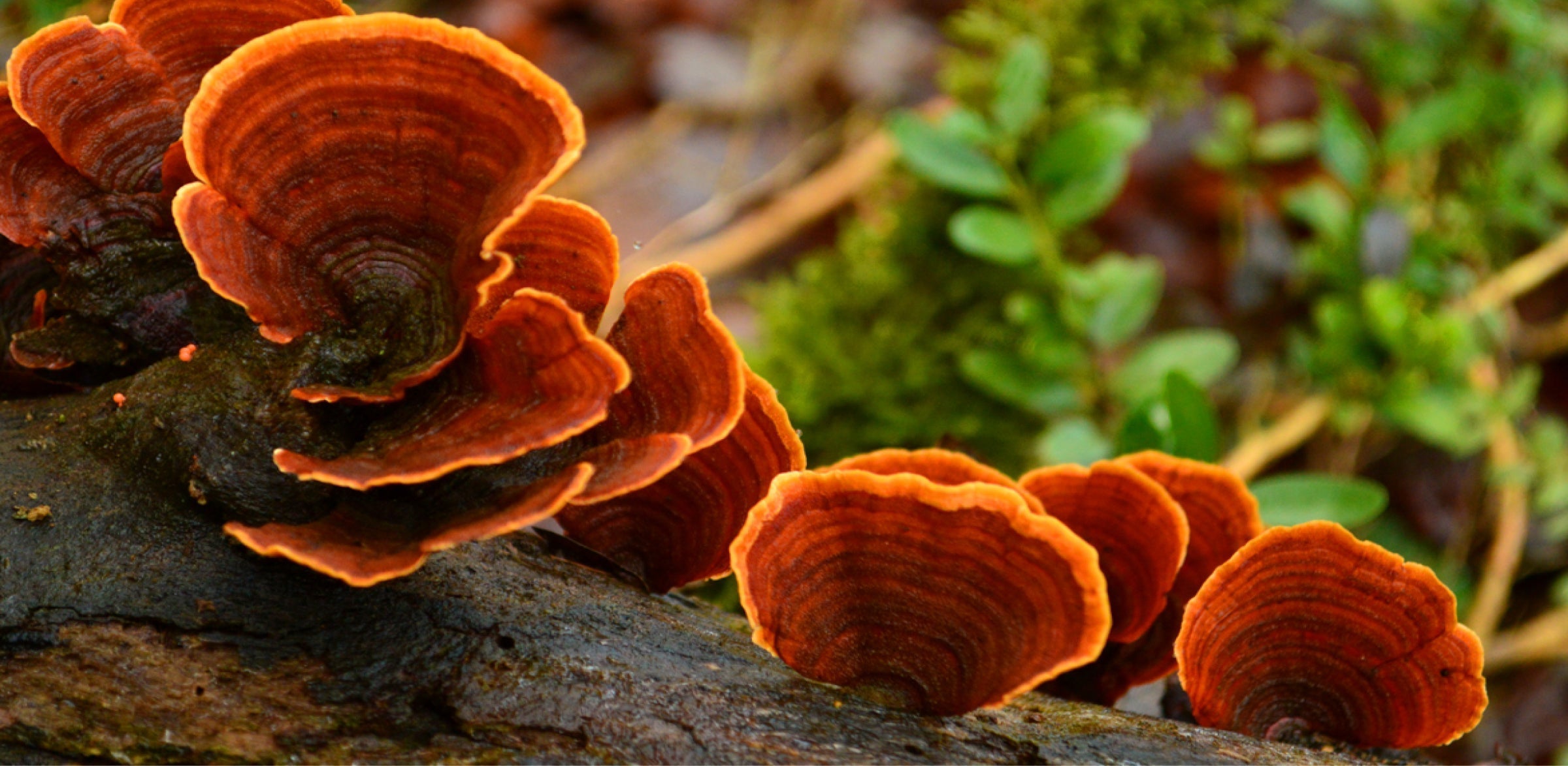 Adaptogens for Resilience