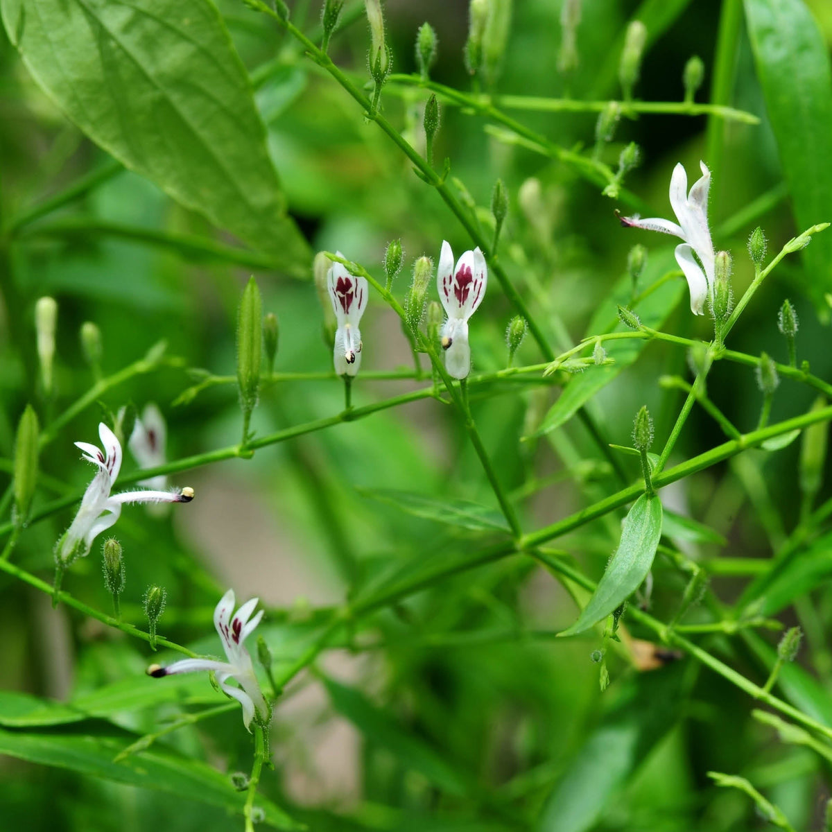 Andrographide Herb Profile: Andrographis (Andrographis paniculata) – Happy Herb Co