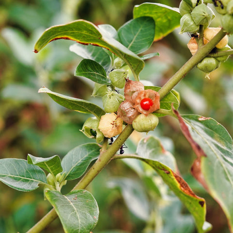 Herb Profile: Ashwagandha (Withania somnifera)