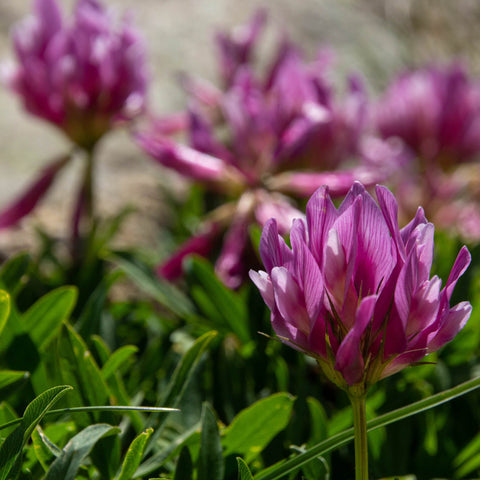 Herb Profile: Astragalus (Astragalus membranaceus)