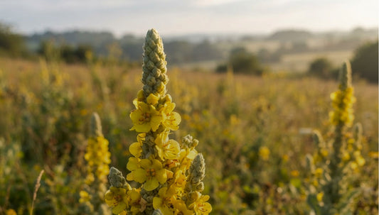 Herbal Recipes for Hay Fever Support