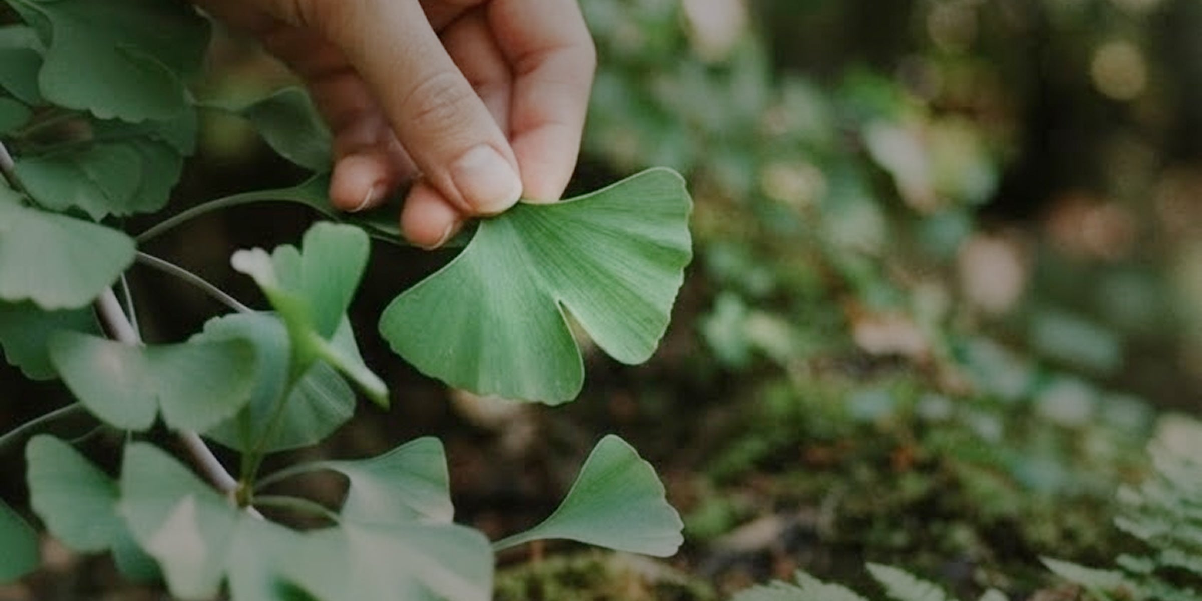 What Are Nootropics? Herbs for Focus, Clarity & Brain Health
