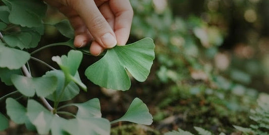 What Are Nootropics? Herbs for Focus, Clarity & Brain Health
