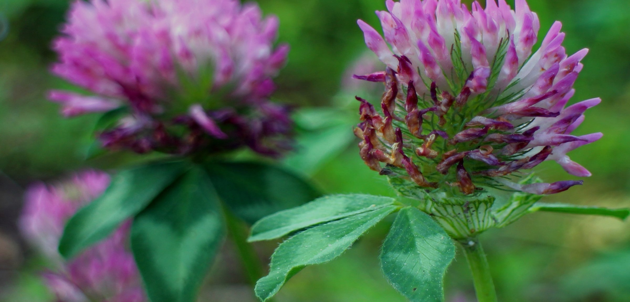 Herbs for Hormone Balance