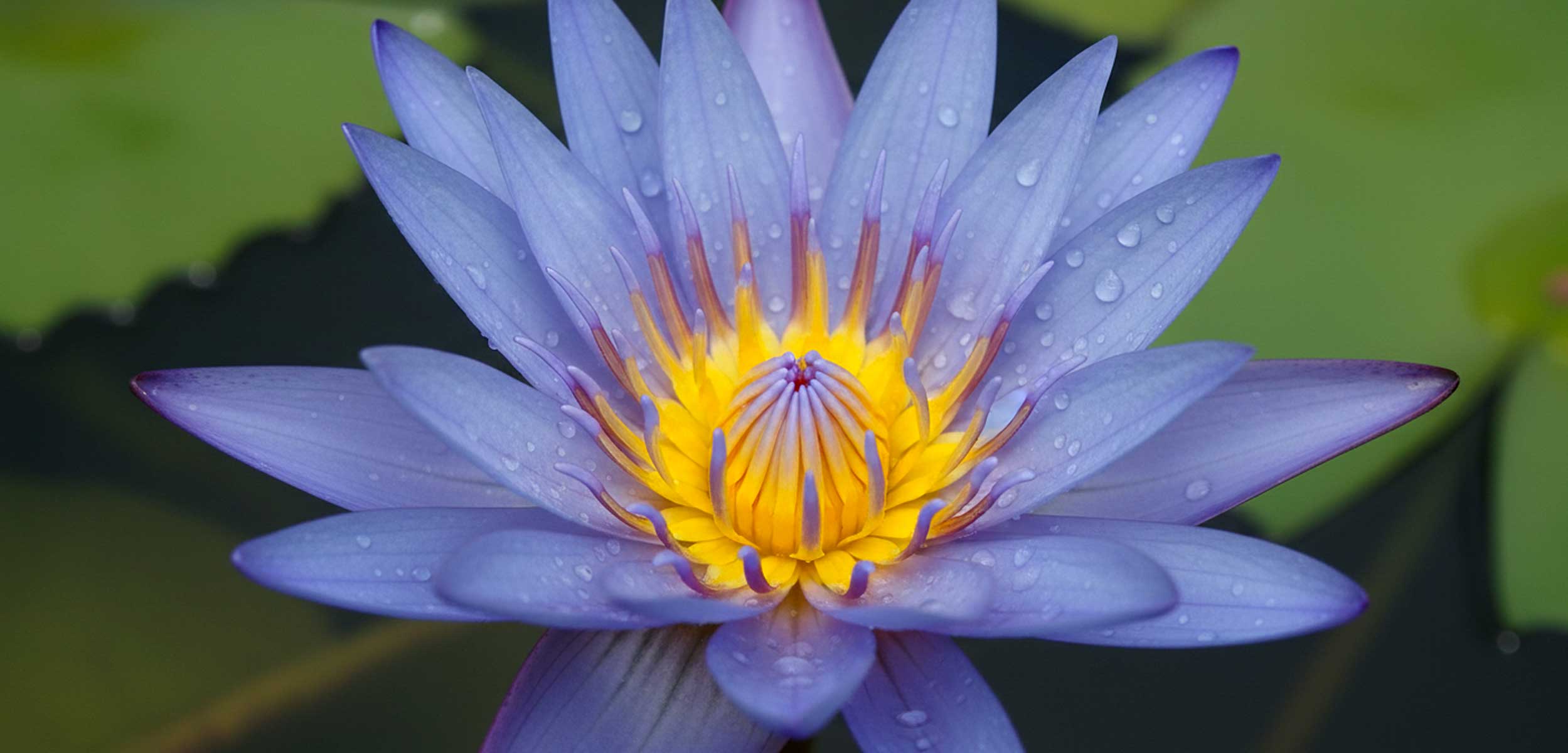 Herbal Alternatives for Healthier Habits