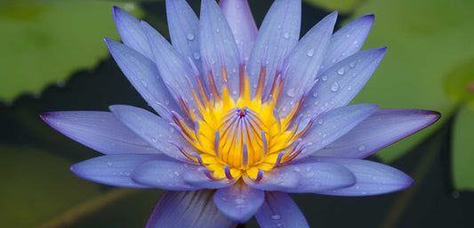 Herbal Alternatives for Healthier Habits