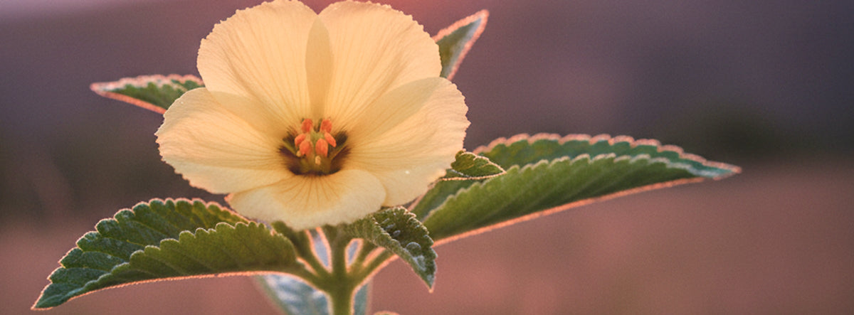 Herbs for Self-Love