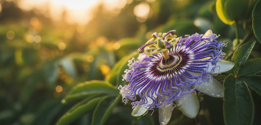 Quit Smoking with Herbal Tobacco Alternatives