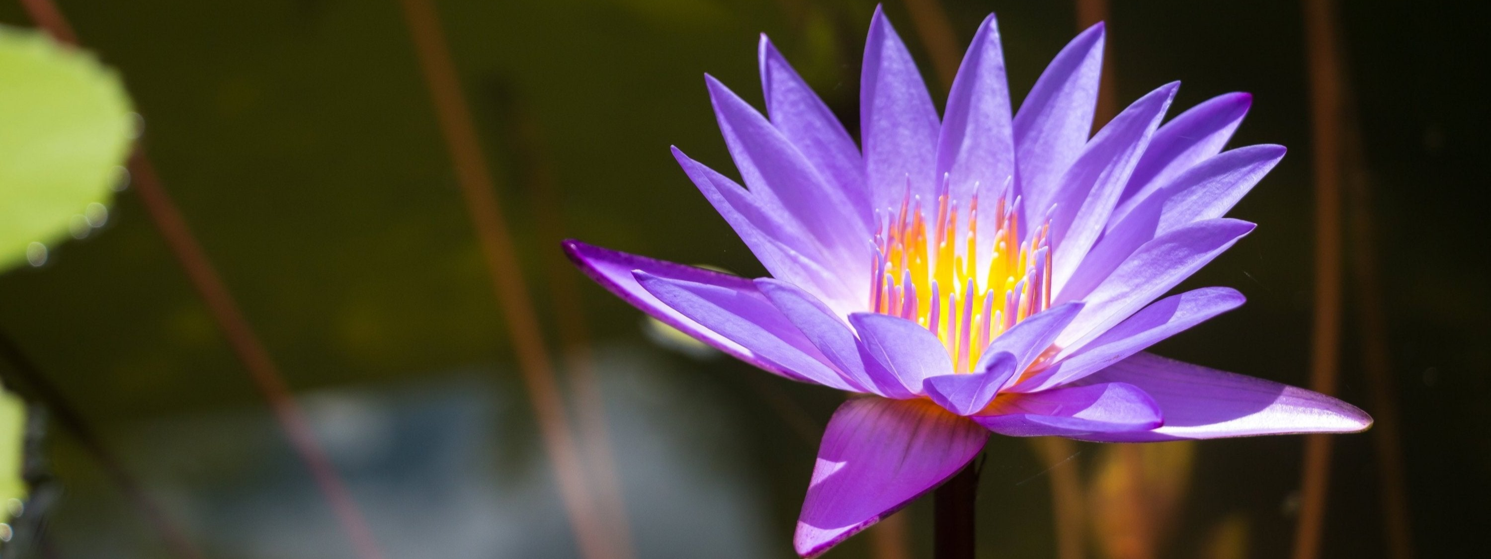 Blue Lily: The Sacred Blue Lotus of the Nile