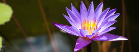 Blue Lily Liqueur Recipe