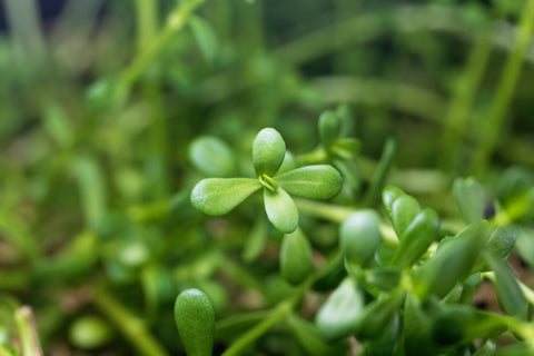 Herb Profile: Brahmi (Bacopa monnieri)