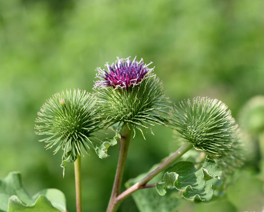Herb Profile: Burdock Root (Arctium lappa)