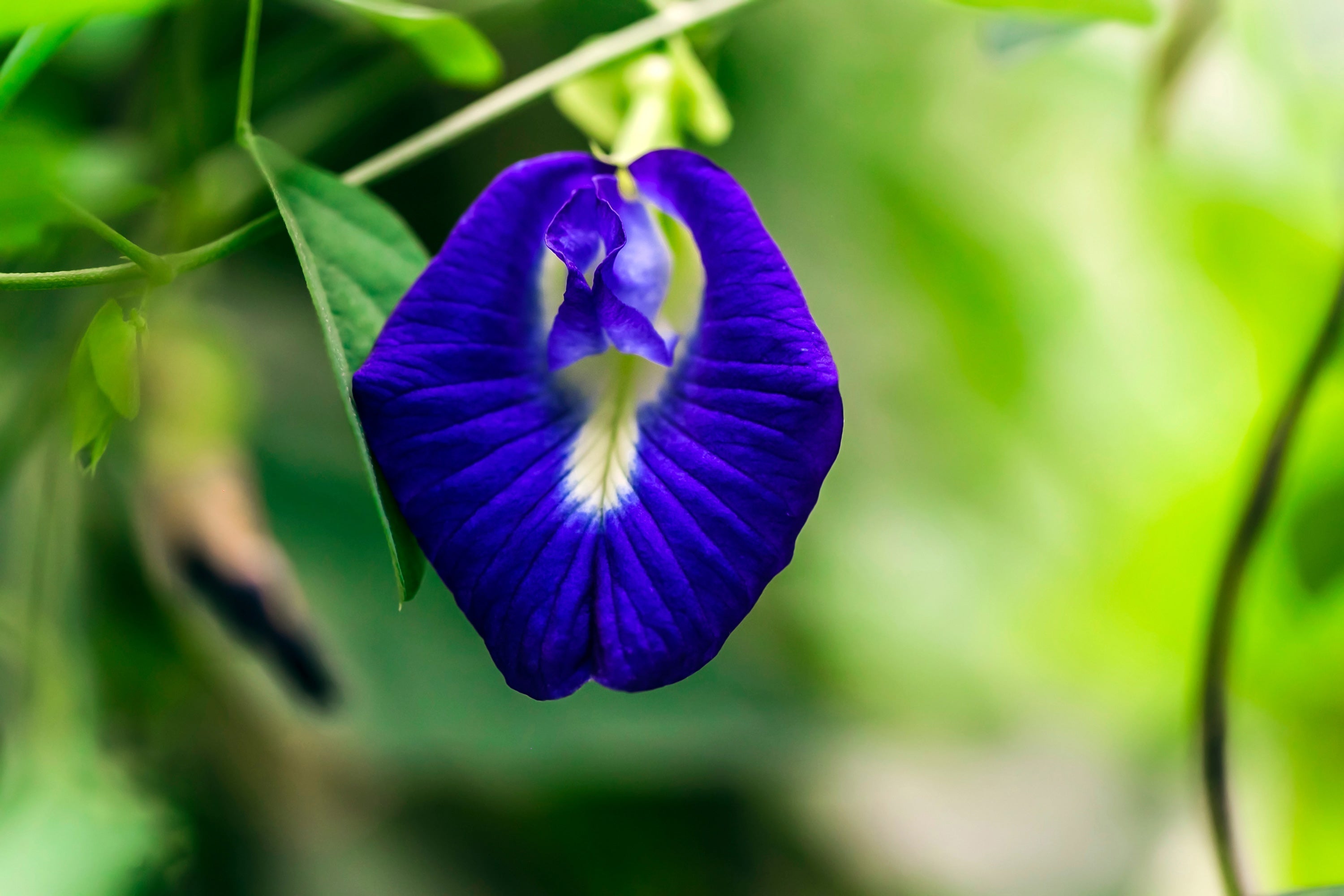 Herb Profile: Butterfly Pea (Clitoria ternatea)