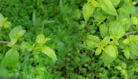 Herb Profile: Calea (Calea zacatechichi)