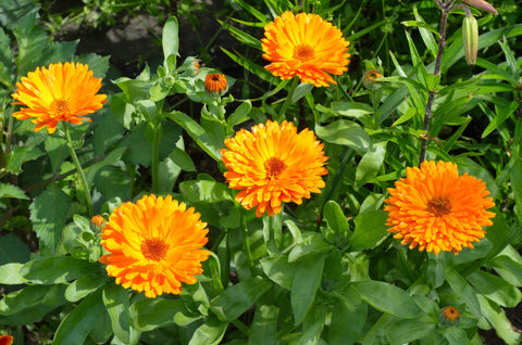 Herb Profile: Calendula (Calendula offinicalis)