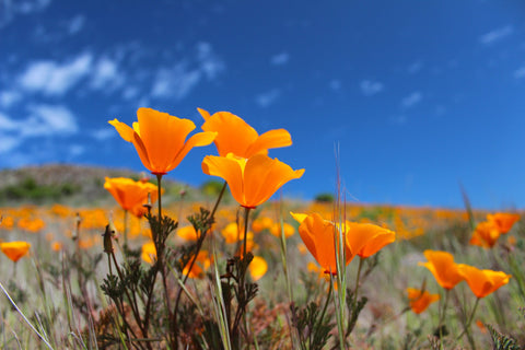 Herb Profile: California Poppy (Eschscholzia californica)