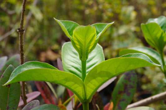 Herb Profile: Cat's Claw (Uncaria tomentosa)