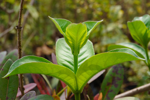 Herb Profile: Cat's Claw (Uncaria tomentosa)