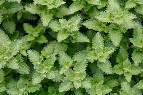 Herb Profile: Catnip (Nepeta cataria)