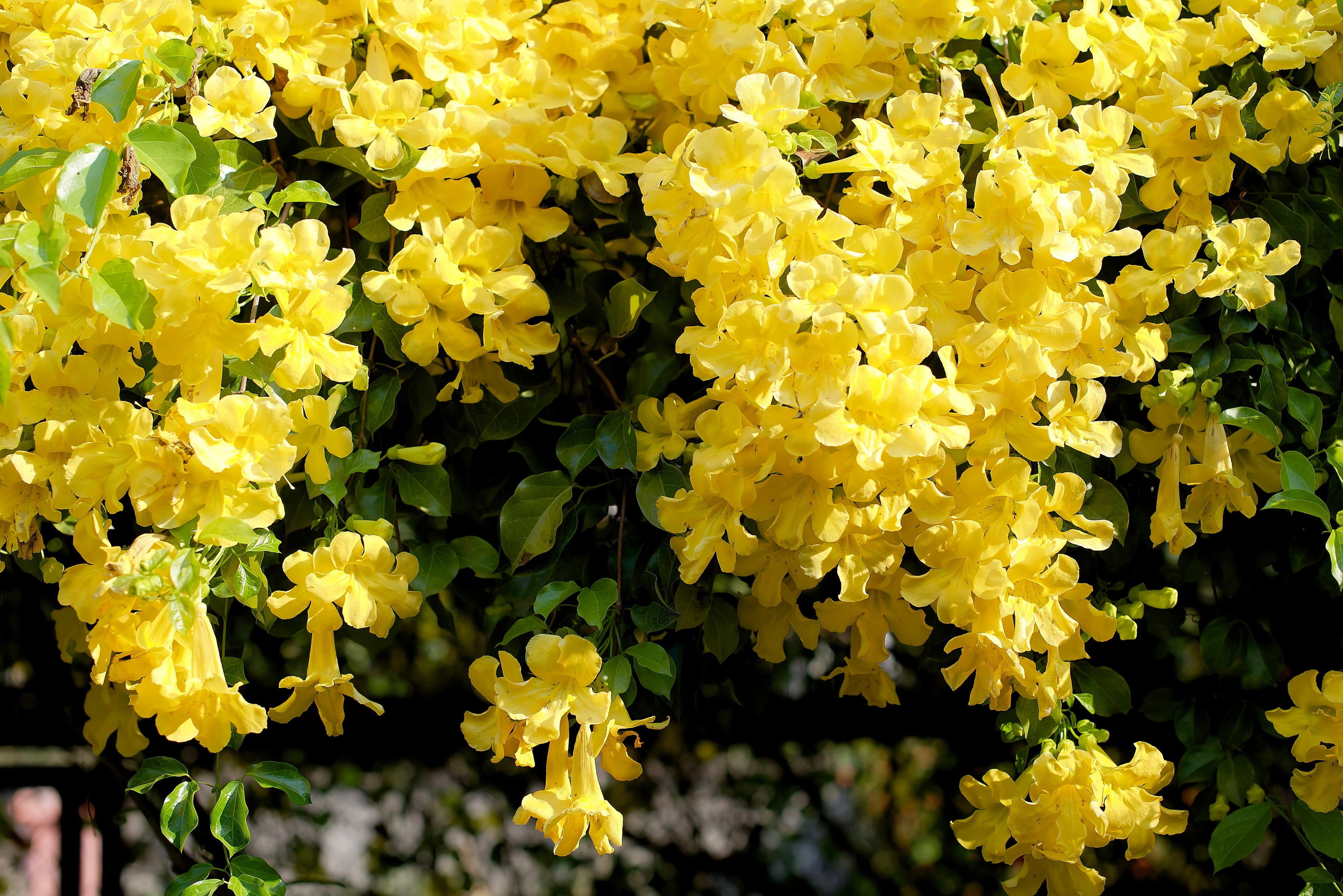 Herb Profile: Cat's Claw (Uncaria tomentosa)