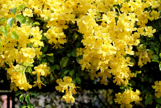 Herb Profile: Cat's Claw (Uncaria tomentosa)
