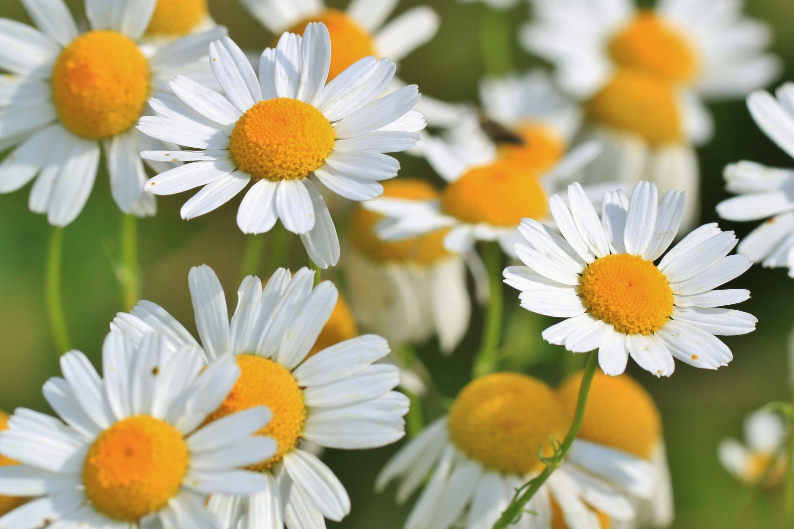 Herb Profile: Chamomile (Matricaria recutita)