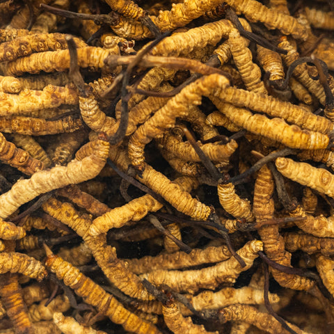 Herb Profile: Cordyceps Mushroom (Cordyceps militaris)