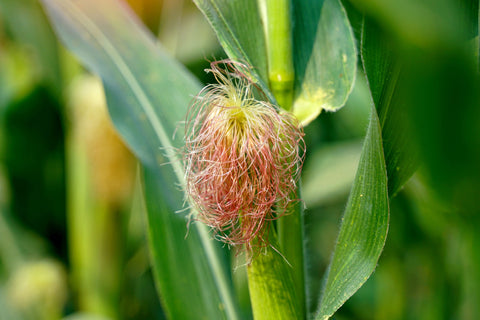 Herb Profile: Corn Silk (Zea Mays)