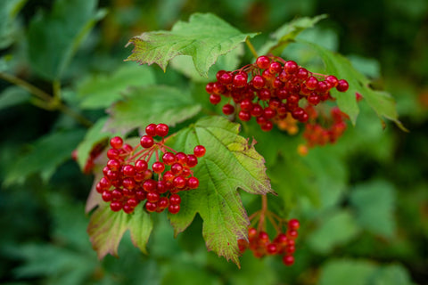 Herb Profile: Cramp Bark (Viburnum opulus)