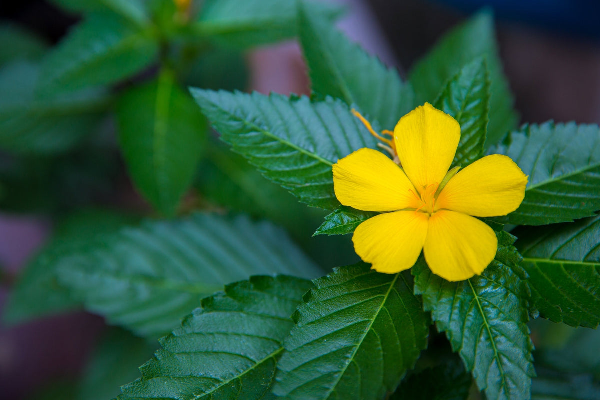 Herb Profile: Damiana (Turnera diffusa)