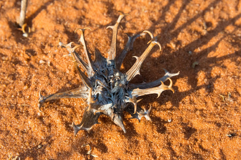 Herb Profile: Devil's Claw (Harpagophytum procumbens)