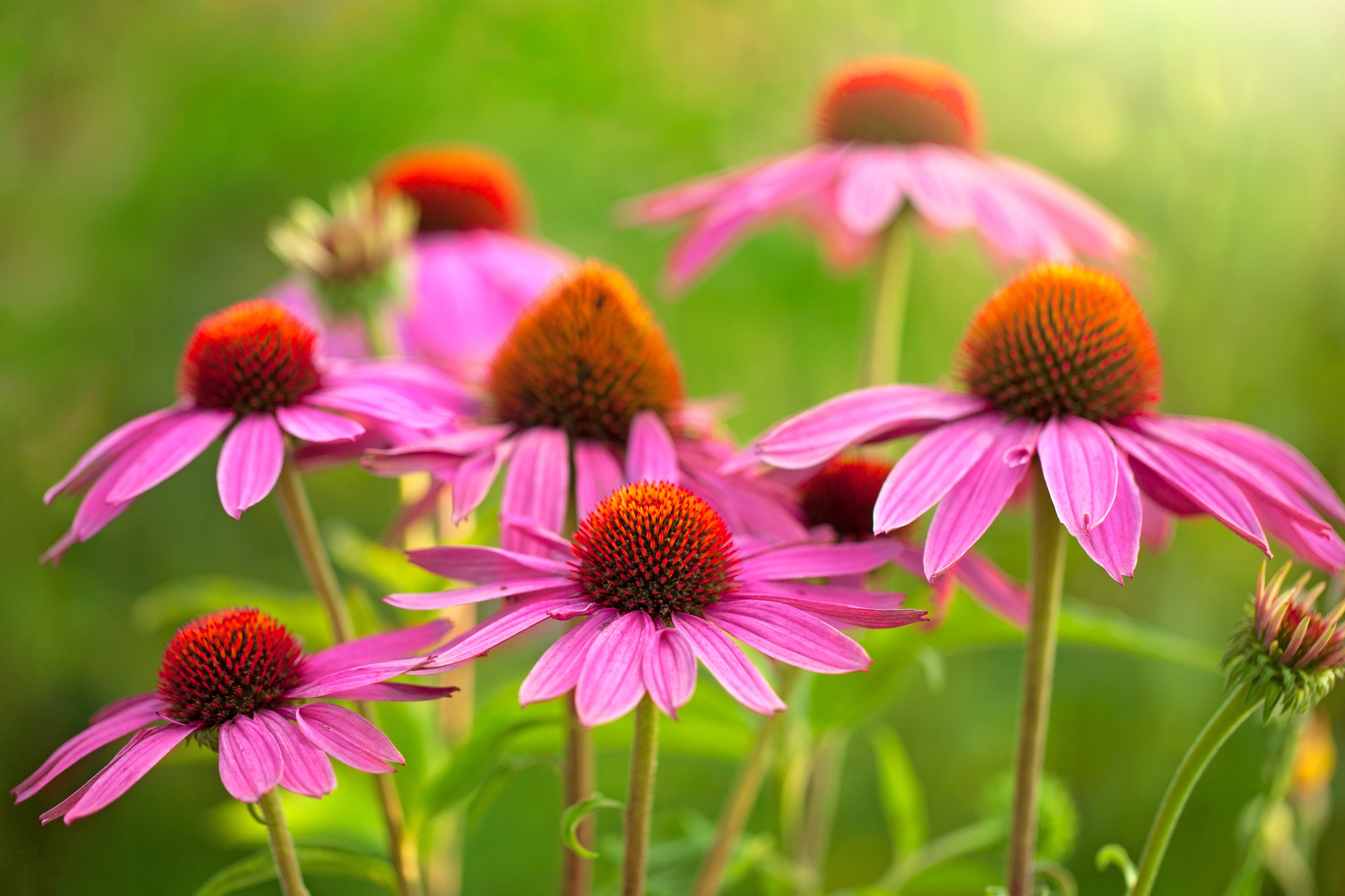 Herb Profile: Echinacea (Echinacea angustifolia)