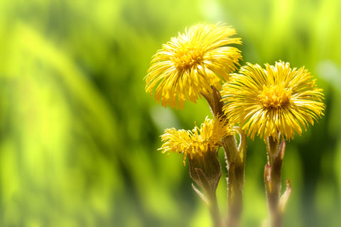 Herb Profile: Elecampane (Inula helenium)