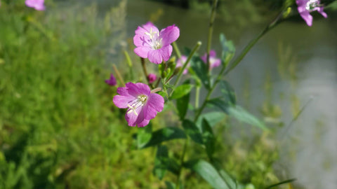 Herb Profile: Epilobium (Epilobium parviflorum)