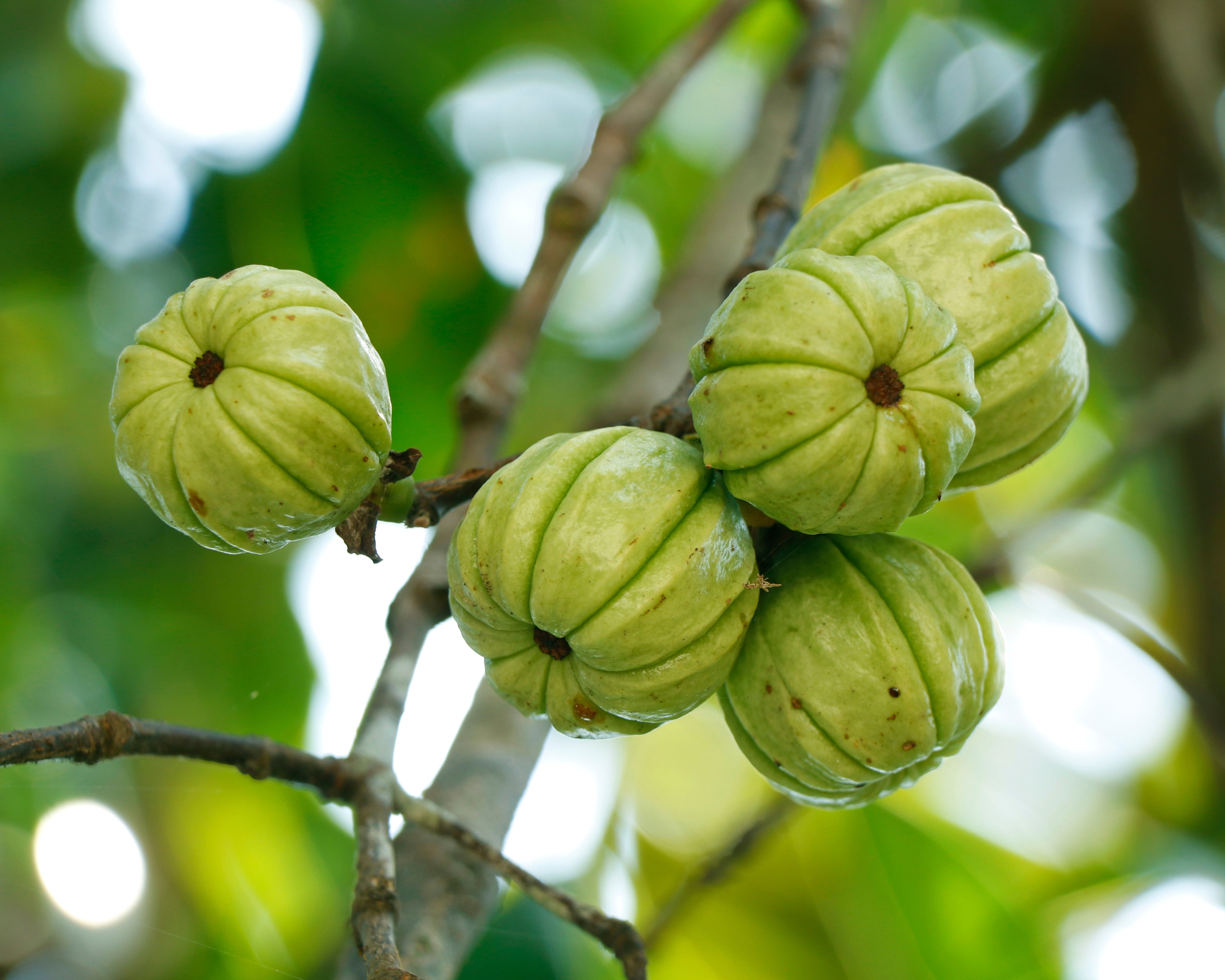 Herb Profile: Garcinia Cambogia – Happy Herb Co