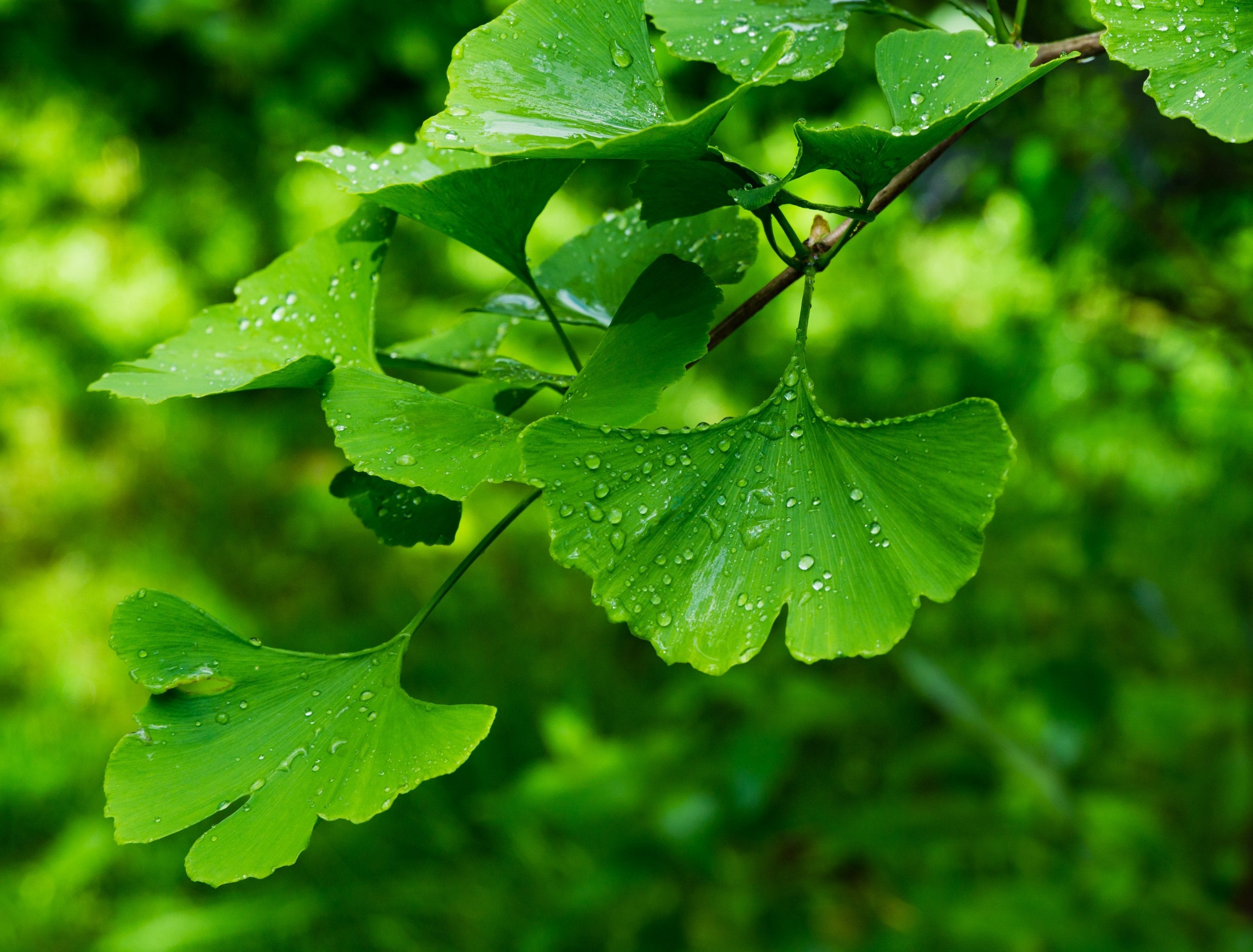 Herb Profile: Ginkgo (Ginkgo Biloba)