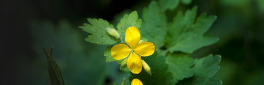Herb Profile: Greater Celandine (Chelidonium majus)