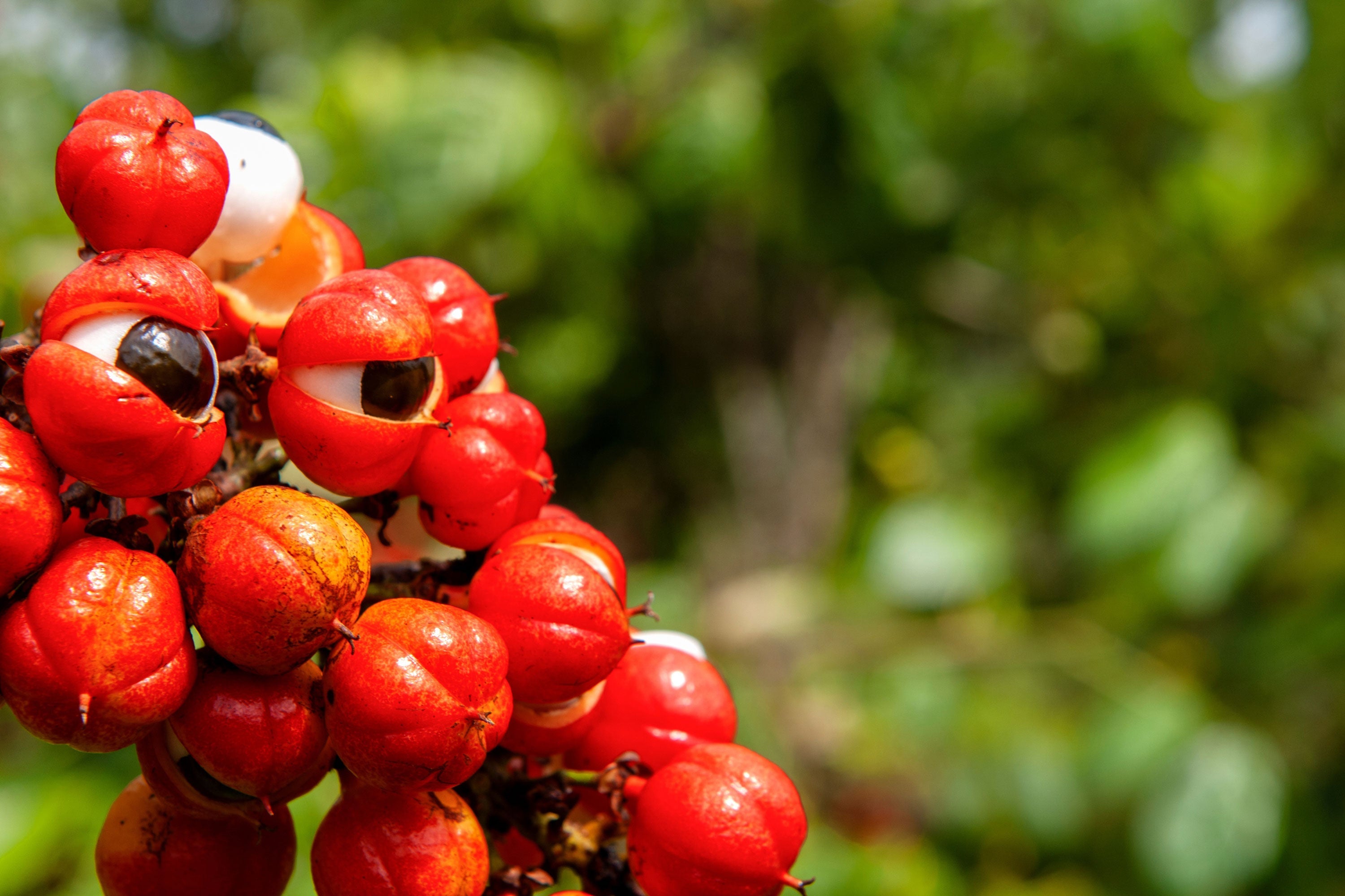Herb Profile: Guarana (Paullinia cupana)