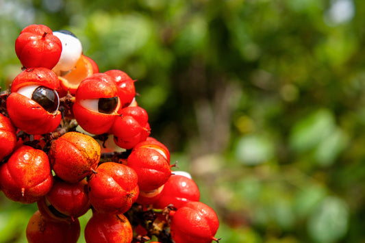 Herb Profile: Guarana (Paullinia cupana)