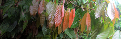 Herb Profile: Guayusa (Ilex guayusa)