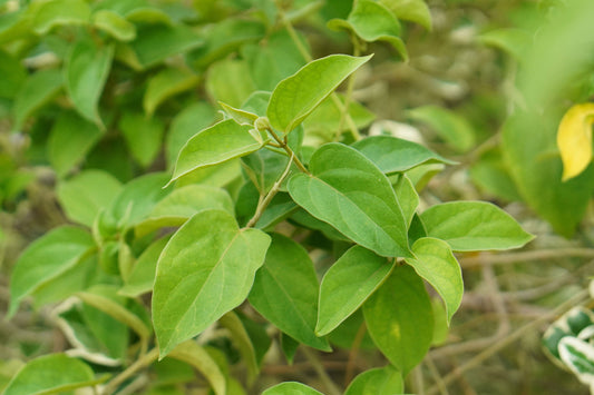 Herb Profile: Gymnema (Gymnema sylvestre)