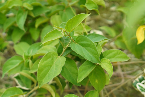 Herb Profile: Gymnema (Gymnema sylvestre)