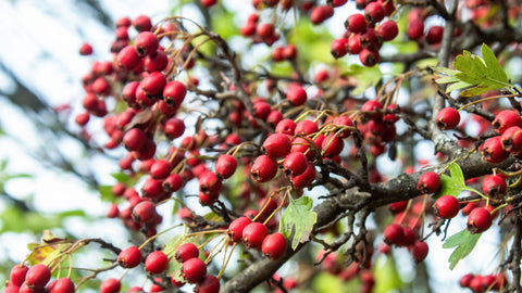 Herb Profile: Hawthorn (Crataegus laevigata)