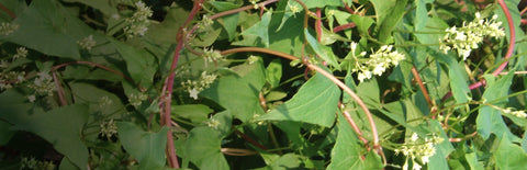 Herb Profile: He Shou Wu (Polygonum multiflorum)